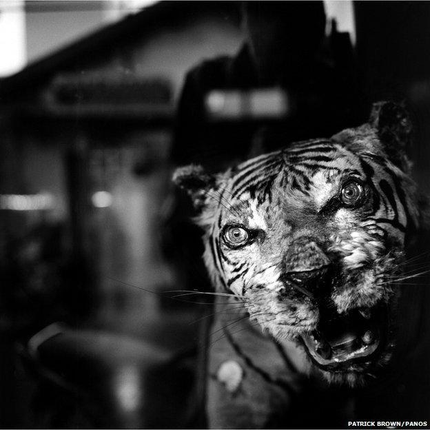 A stuffed tiger on display in a Chinese medicine shop in the coastal town of Phan Thiet. Central Vietnam, 2007