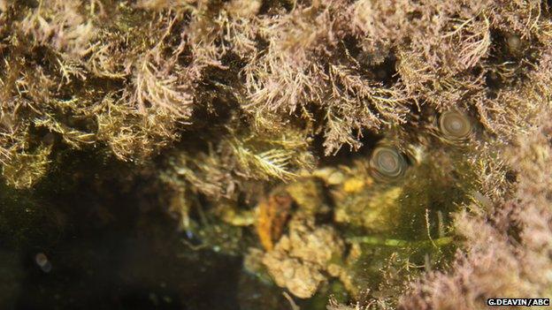 Organisms found within one of the study's flowerpots (Image: Gemma Deavin/ABC)