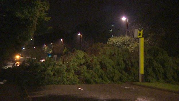 Fallen tree in Penzance