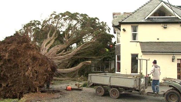 Tree on Cadwgan Hotel in Dyffryn Ardudwy