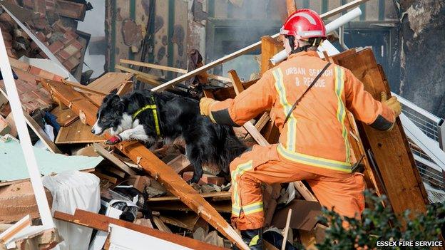 Darcy and handler searching rubble after Clacton gas explosion