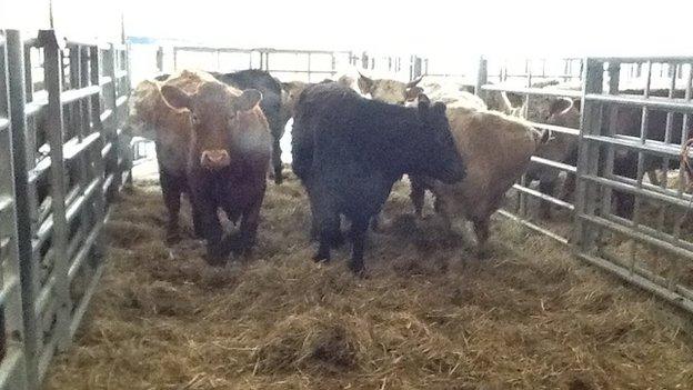 Cows at Sedgemoor market in Somerset