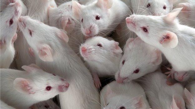 Laboratory mice