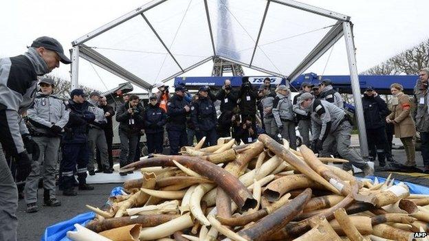 Illegal ivory being destroyed in Paris. Photo: 5 February 2014