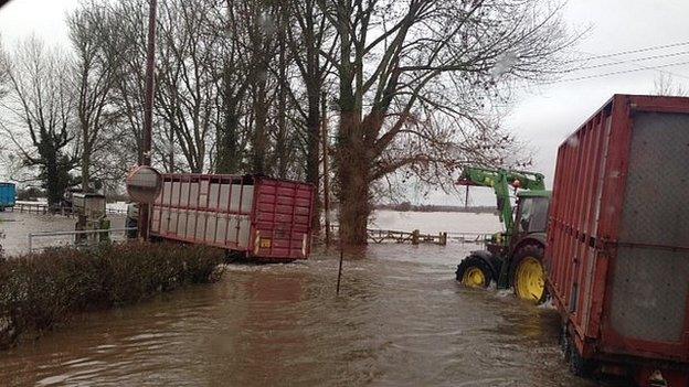 Cattle being rescued by tractor