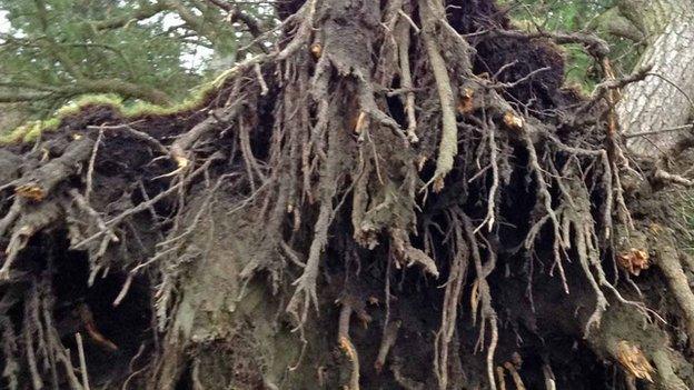 Exposed roots