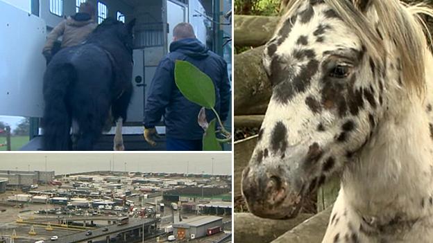 Horses being transported to the docks at Dover (reconstruction)