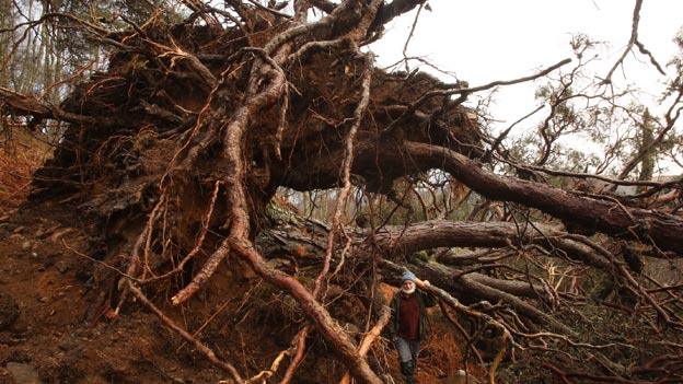 Felled Scots pine at Dundreggan