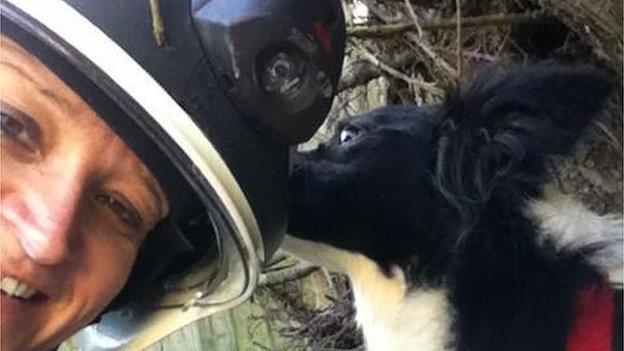 The four-year-old border collie Cayyad is rescued from the rubble in Clacton