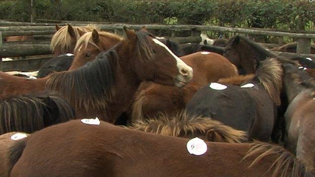 Horses and ponies in paddock