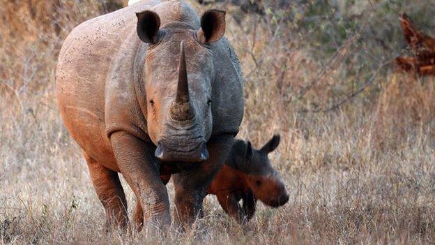 White elephants in South Africa