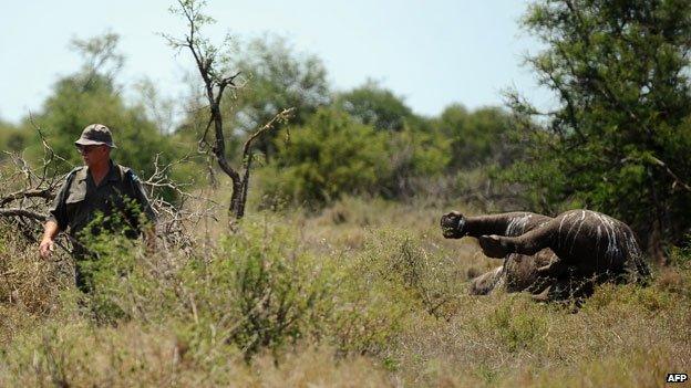 Rhino killed by poachers