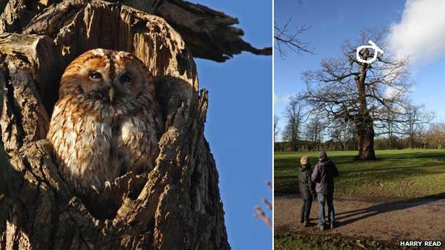 Mabel the tawny owl, Christchurch Park, Ipswich