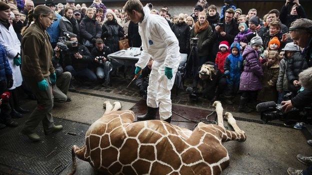 Visitors, including children, were invited to watch while the giraffe was then skinned and fed to the lions