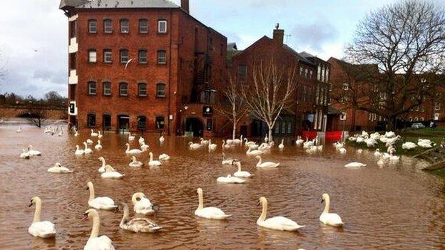 Swans on floodwater in Worcester