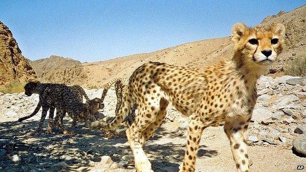 Asiatic cheetah