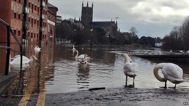 Swans on South Parade in Worcester