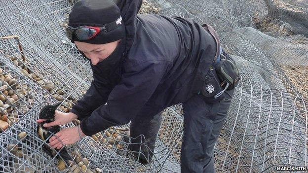 Officer rescuing a trapped razorbill