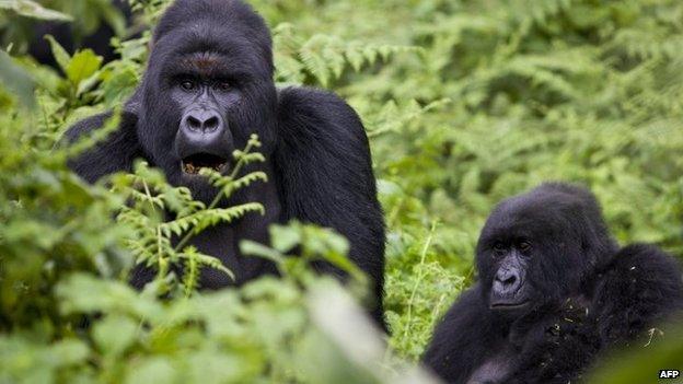 Mountain gorillas in Virunga national park