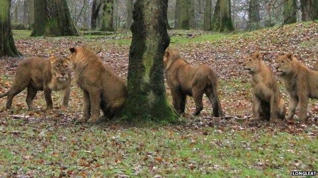 Longleat lions