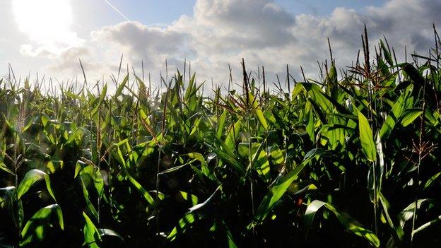 Corn field in France - file pic