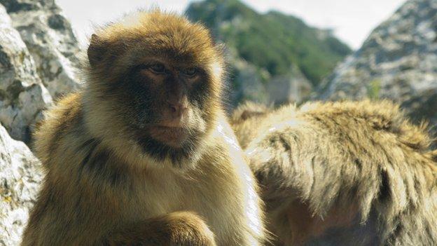 monkey