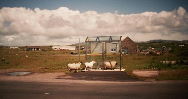 Sheep at Islay Airport bus stop