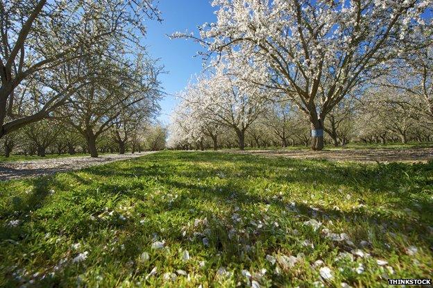 Almond orchard in central California