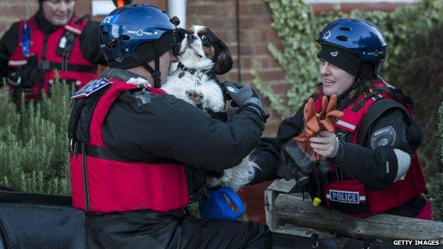 A dog being rescued from a property in Egham, Surrey