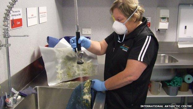 Dianne Lim cleaning penguin bedding at the International Antarctic Centre.