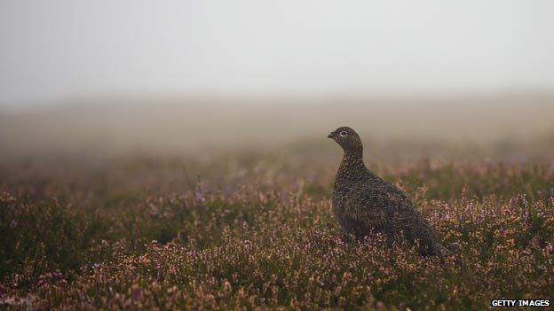 Red grouse