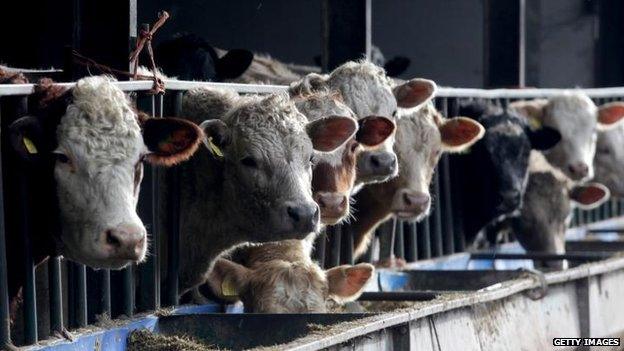 Cattle at James Winslade"s farm wait to be fed in Moorland