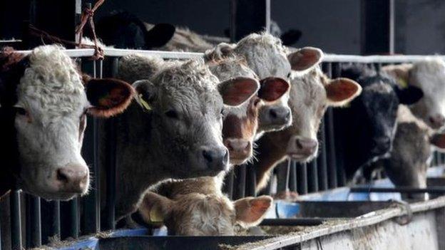 Cattle at James Winslade"s farm wait to be fed in Moorland