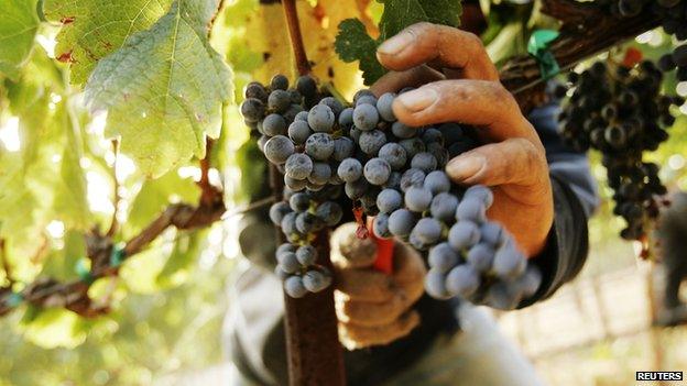 Grapes being harvested in California