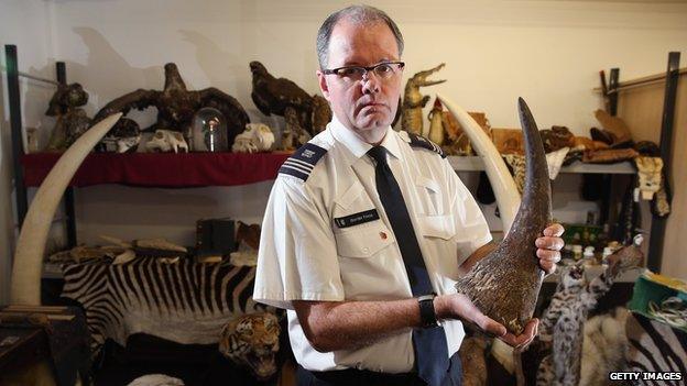 A UK Border Force agent holds a rhino horn
