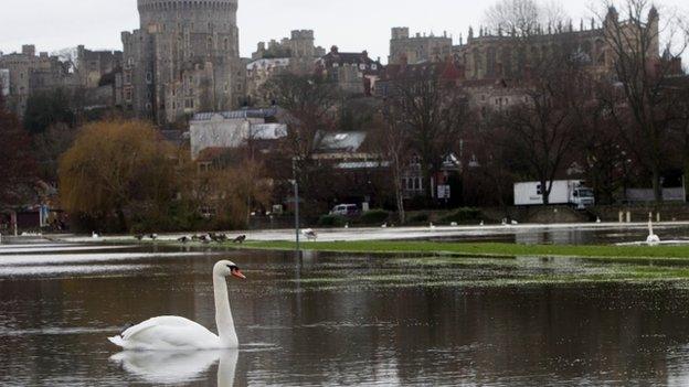 A swan on a flooded field next to the river Thames in Windsor, Berkshire