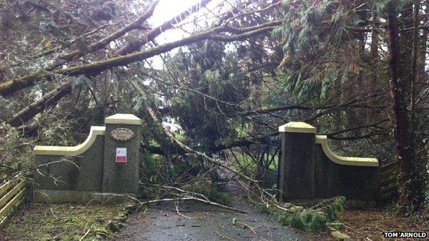 Fallen trees in Tenby