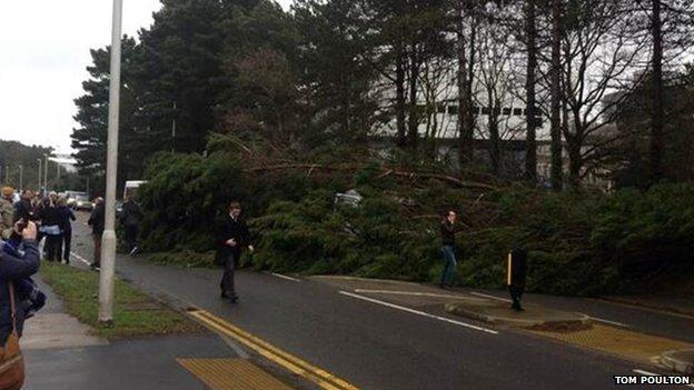 Tree blown over in Aberystwyth