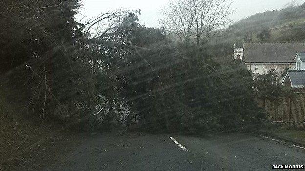 A tree came down on the road between Laugharne and Pendine