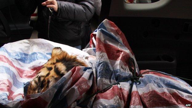 Dead tiger wrapped in plastic