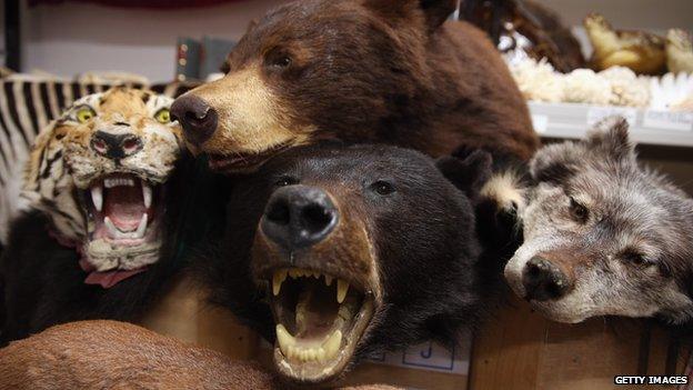 Taxidermy endangered species seized by UK Border Force officers