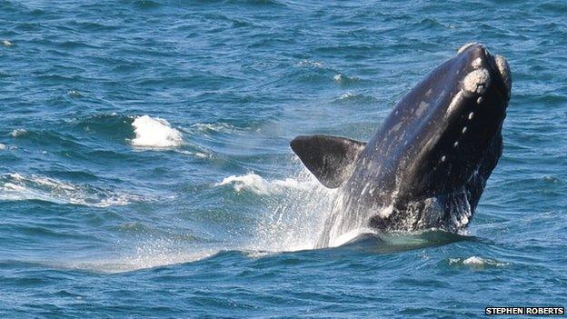 Southern right whale