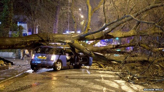 Didsbury tree