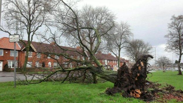 Tree blown over Cheshire