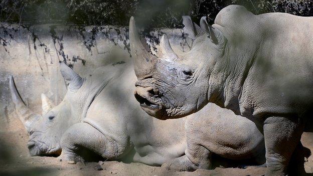 White rhino