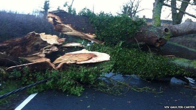 Fallen tree on Towersey Road