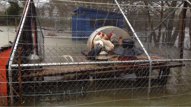 Chickens kept by residents of Ferry Lane, Shepperton take refuge from floods