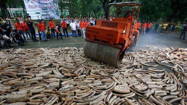 Ivory destruction