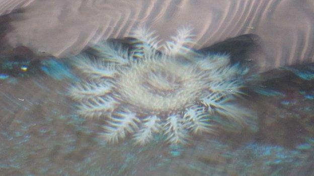 Crown-of-thorns starfish