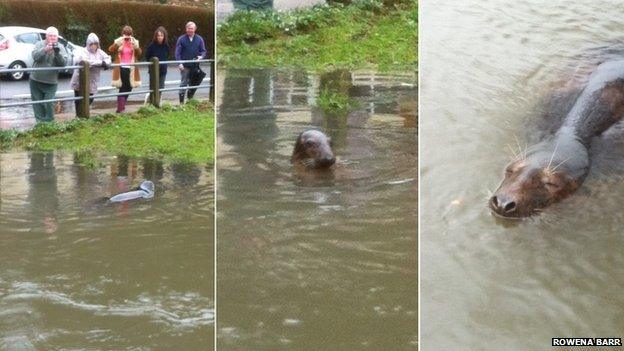 Seal in river in Lydbrook, Gloucestershire